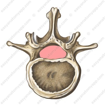 Wirbelloch (foramen vertebrale)